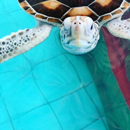 Turtle Conservation Center